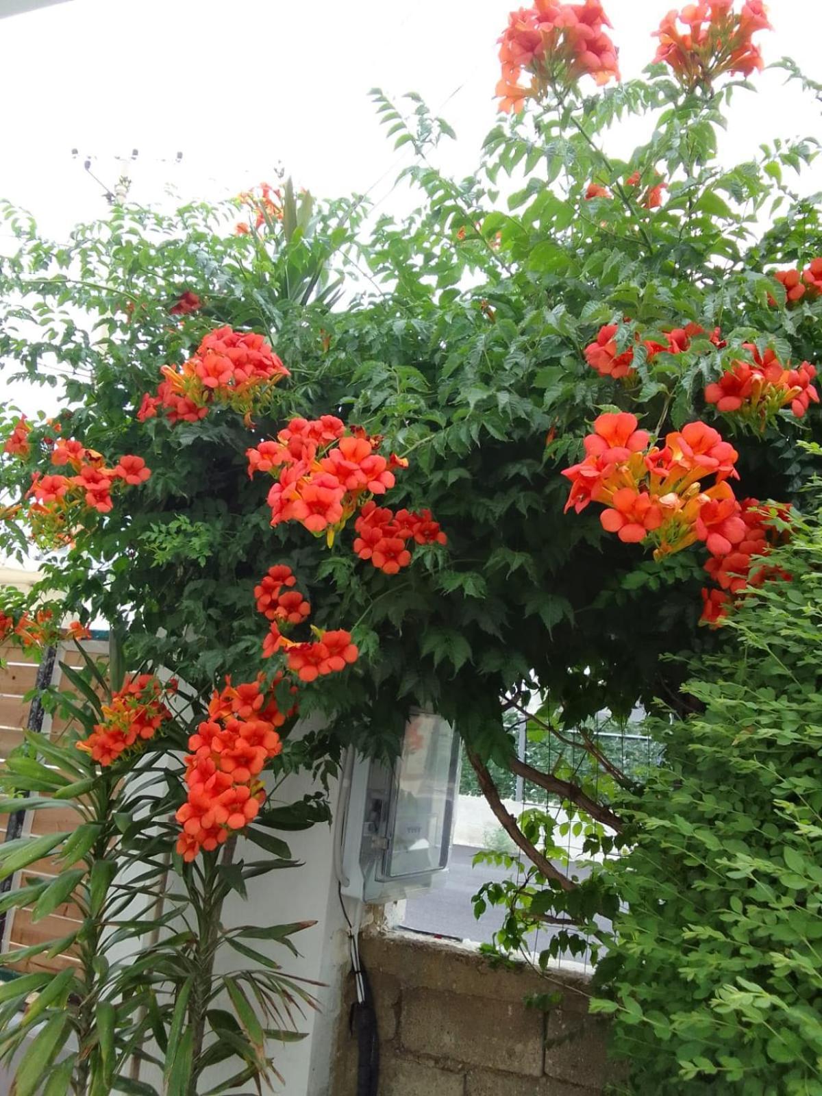 Vila Hergi Sarandë 외부 사진